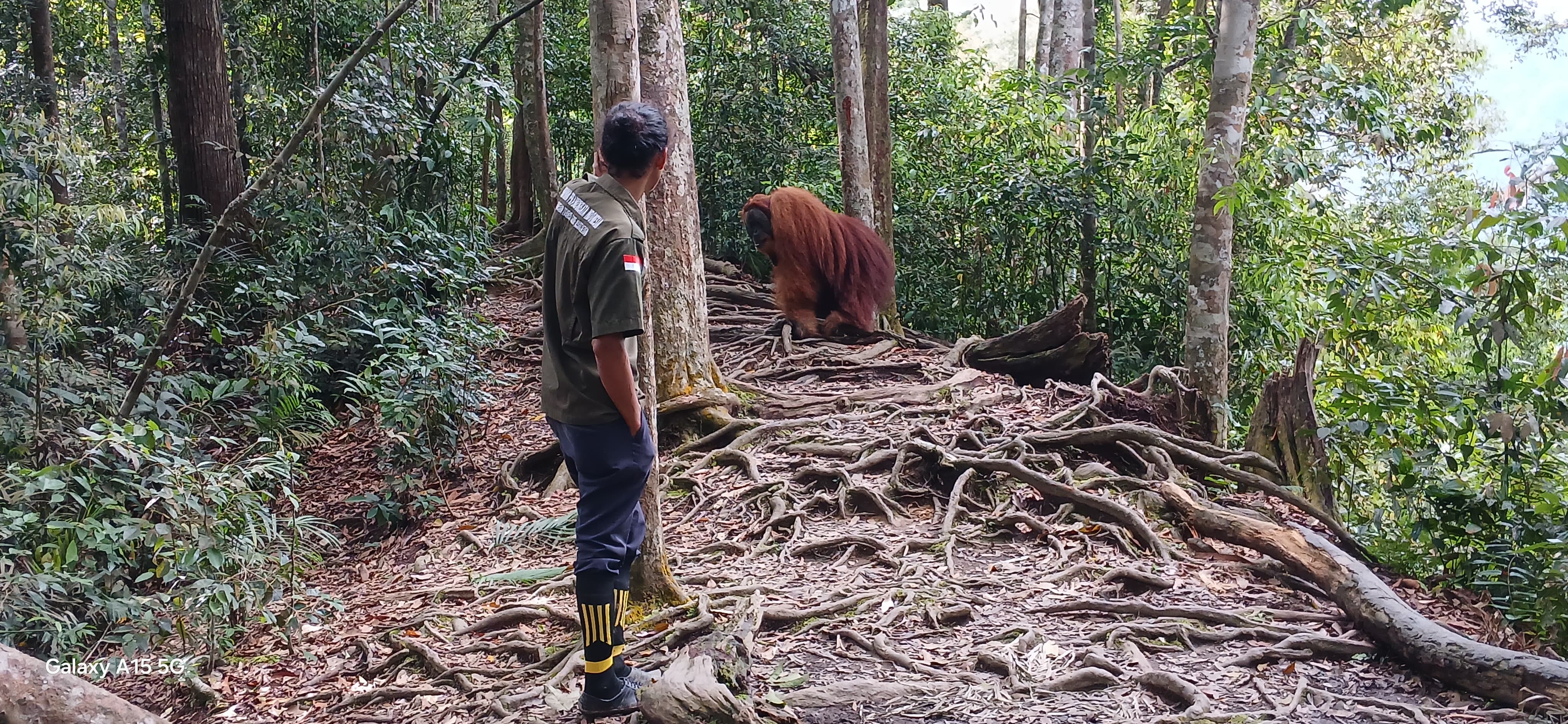 Guide observing orangutan in the Sumatran rainforest