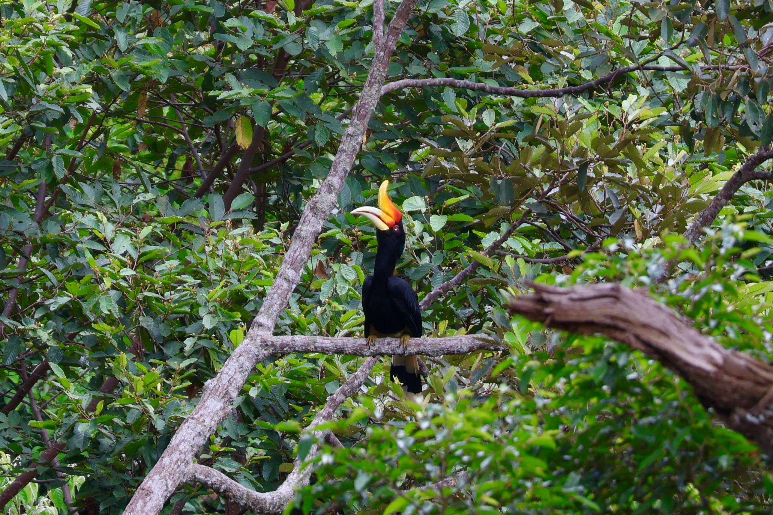 Hornbill bird in the rainforest