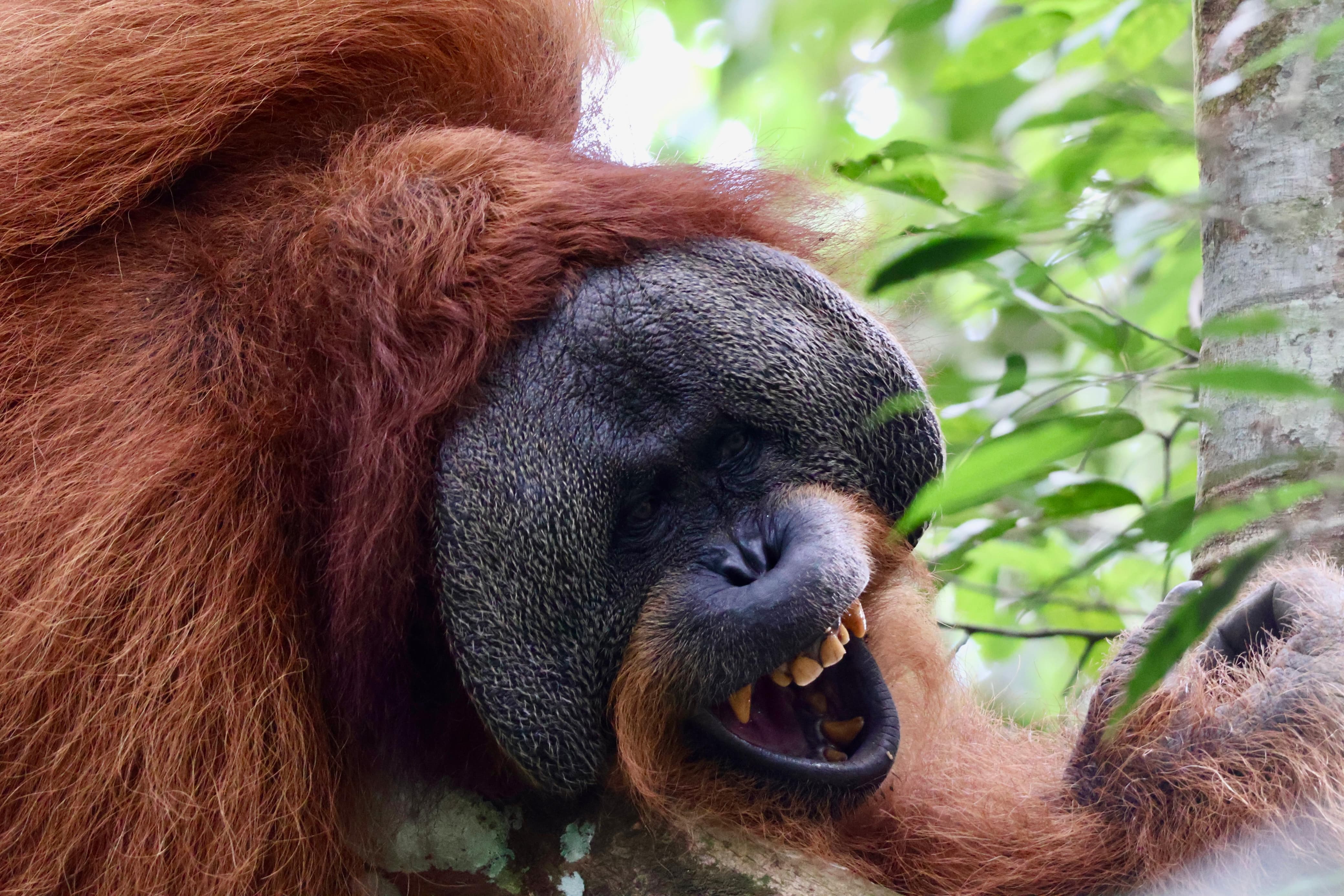 Wild male orangutan in the rainforest
